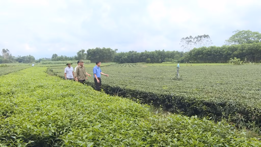 Hiện nay ông Cử đang từng bước bàn giao việc canh tác vườn chè cho con trai mình.