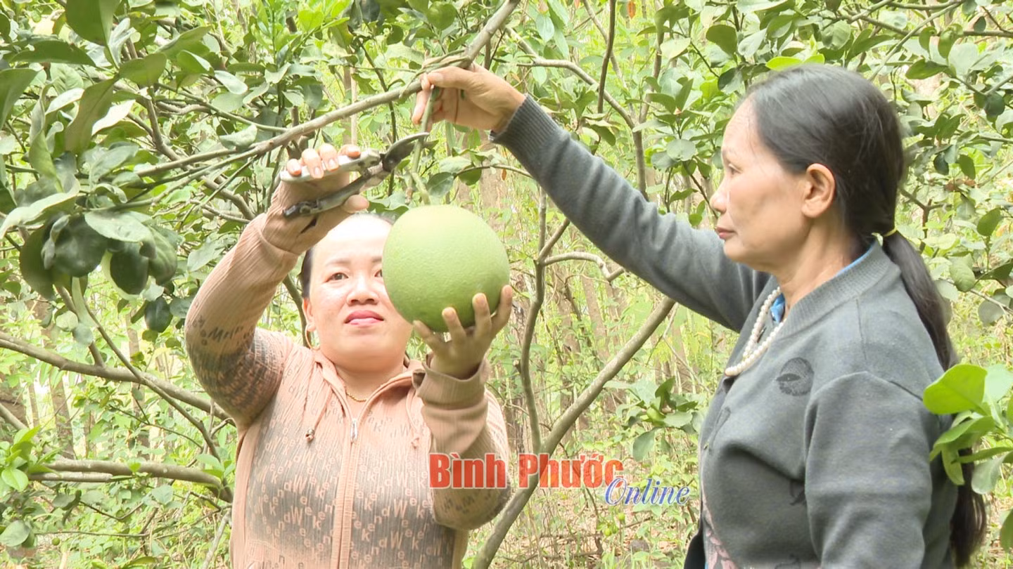 Chị Phạm Thị Hồng Thúy (bìa trái) thu hoạch bưởi da xanh