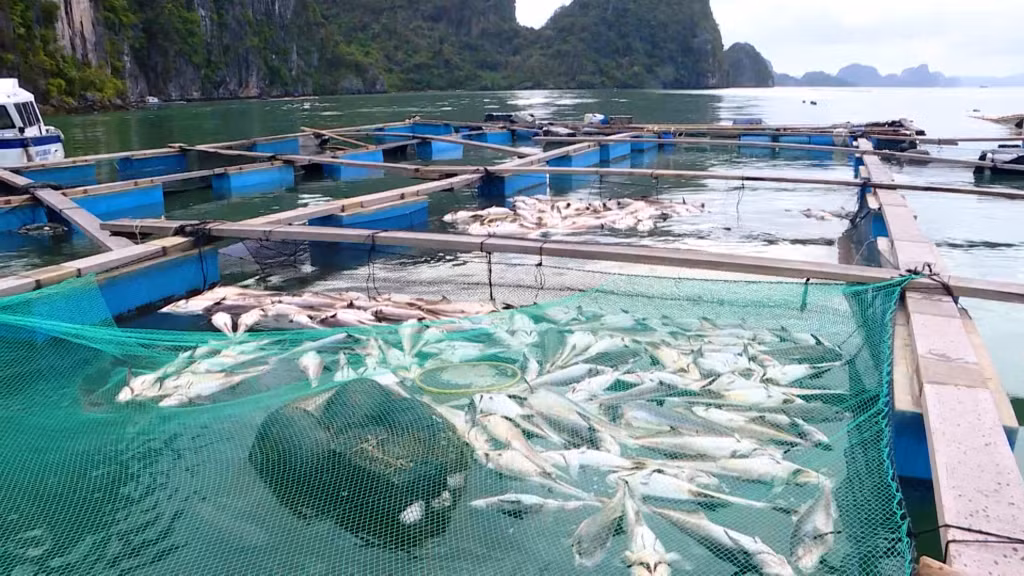 Hơn 32.000 tấn thủy sản đến kỳ thu hoạch của trên địa bàn huyện Vân Đồn bị thiệt hại do bão số 3