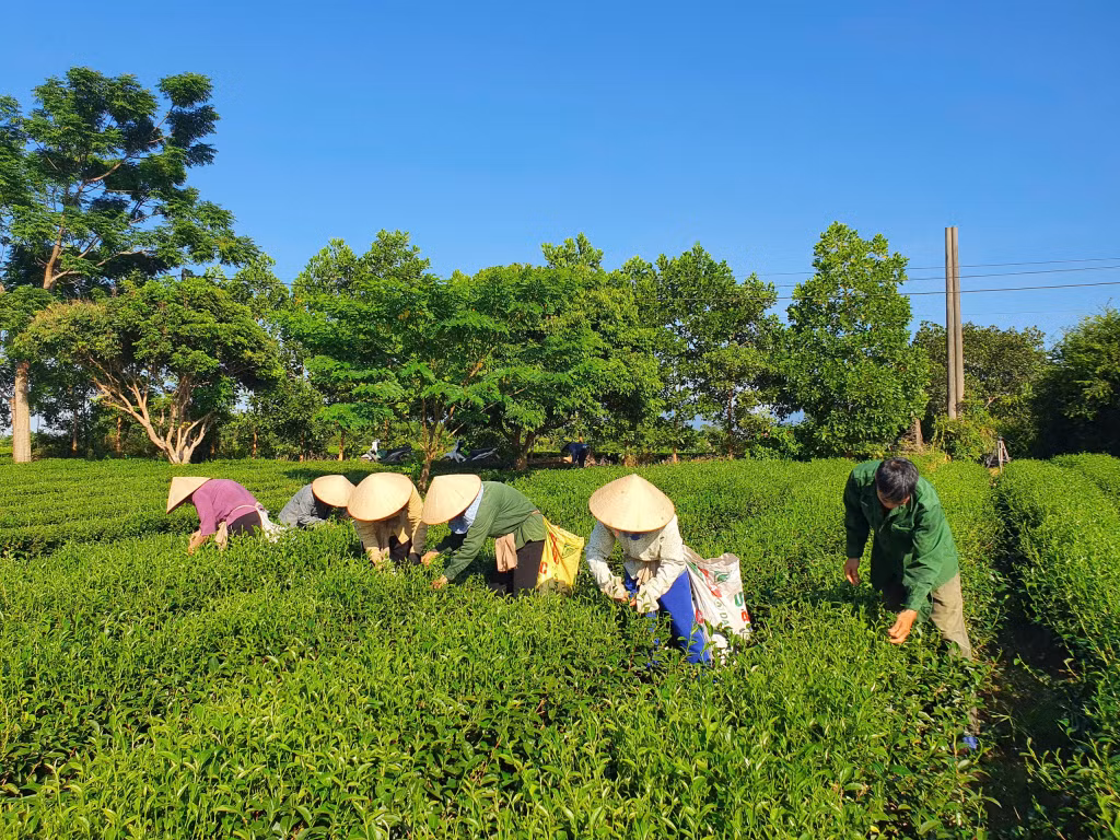 Quy trình trồng, chăm sóc được triển khai theo hướng vô cơ, quá trình thu hái được thực hiện vào sáng sớm với tiêu chuẩn “1 tôm 2 lá”.