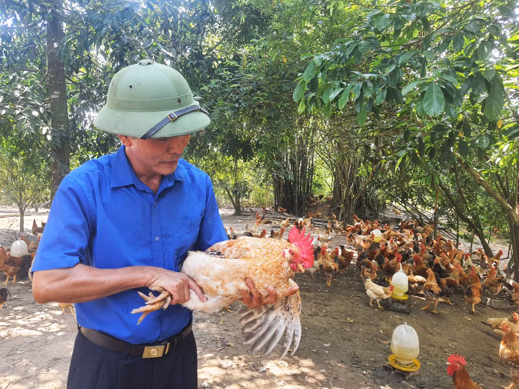 Đàn gà Tiên Yên mang đặc thù giống bản địa, số lượng trên dưới 1 triệu con/năm là sản phẩm OCOP rất có tiềm năng phát triển.