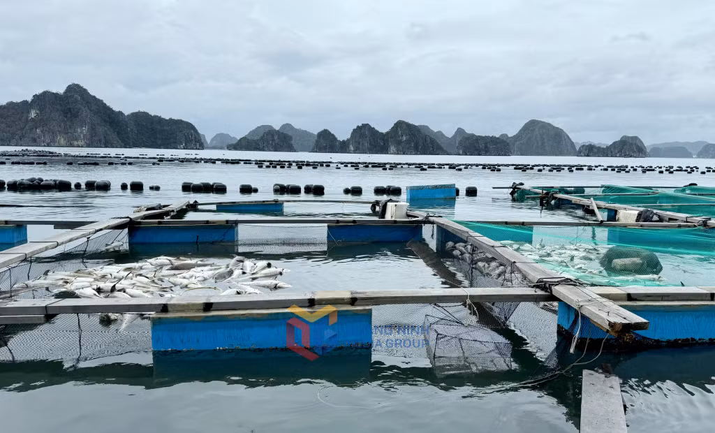 Bão số 3 gây thiệt hại nặng nề cho người nuôi trồng thuỷ sản của huyện Vân Đồn.