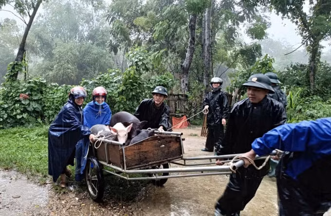 Lực lượng chức năng giúp người dân huyện Con Cuông di dời vật nuôi lên vị trí cao tránh lũ, ngày 21/9. Ảnh: Hùng Lê