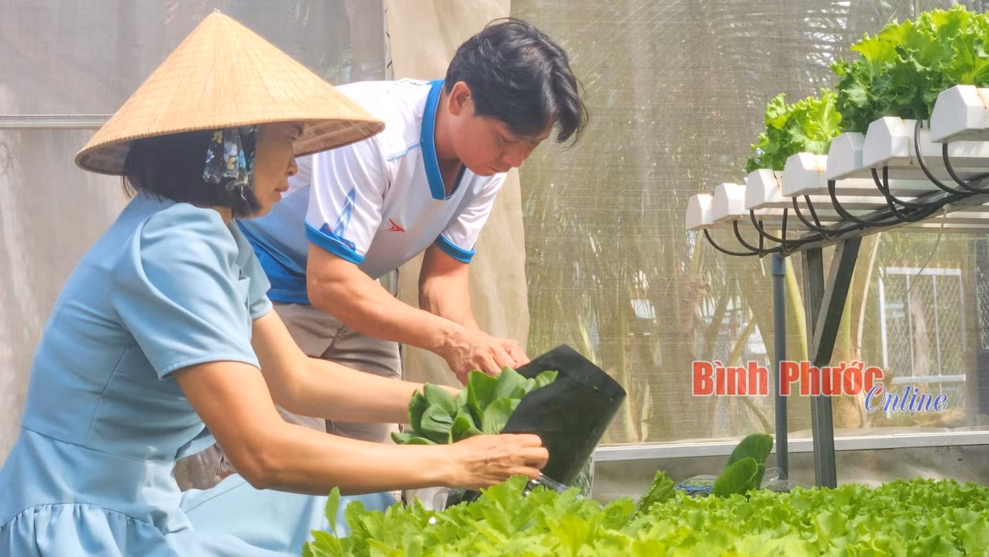 Mỗi ngày, gia đình anh Chúc có hơn 30kg rau thủy canh các loại cung cấp cho người dân địa phương
