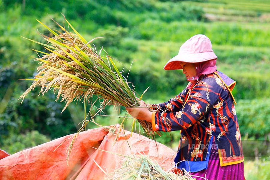 Vì trồng trọt trên địa hình chủ yếu là núi cao, người dân thu hoạch lúa bằng phương pháp thủ công quen thuộc.
