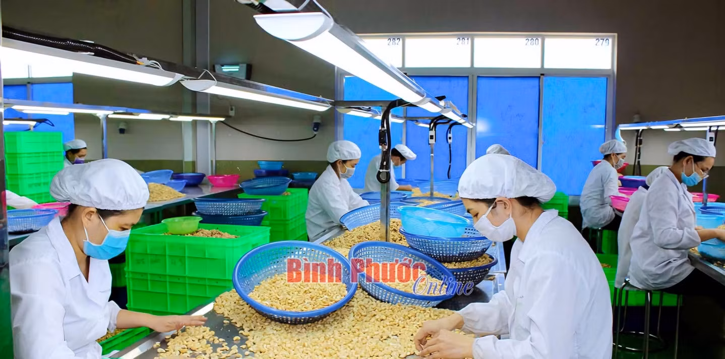 Hoạt động sản xuất, chế biến hạt điều được các công ty trên địa bàn tỉnh thực hiện theo quy trình, bảo đảm an toàn vệ sinh thực phẩm