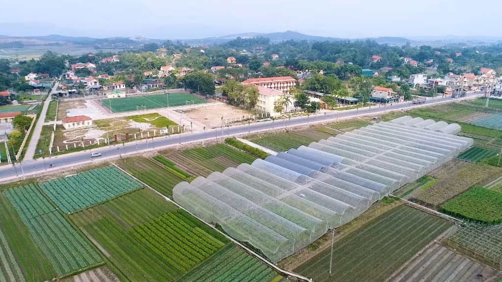 Cánh đồng rau tại xã Tiền An, TX Quảng Yên.