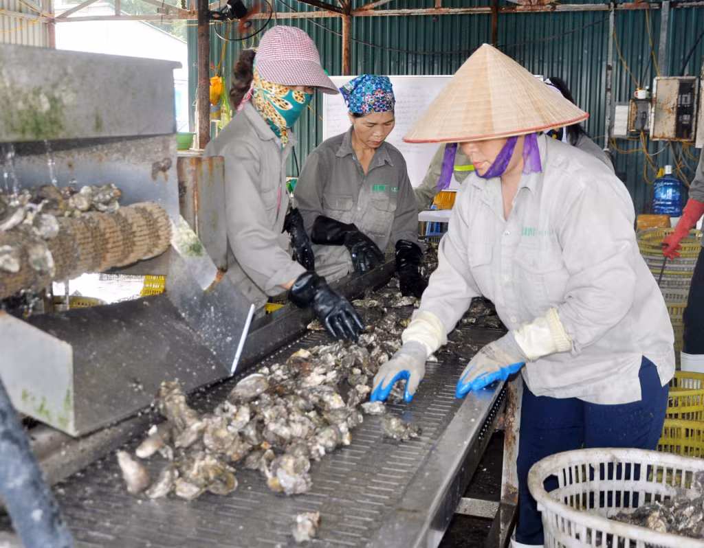 Sau khâu làm sạch, hàu sẽ được công nhân nhặt phân loại ngay trên dây chuyền.