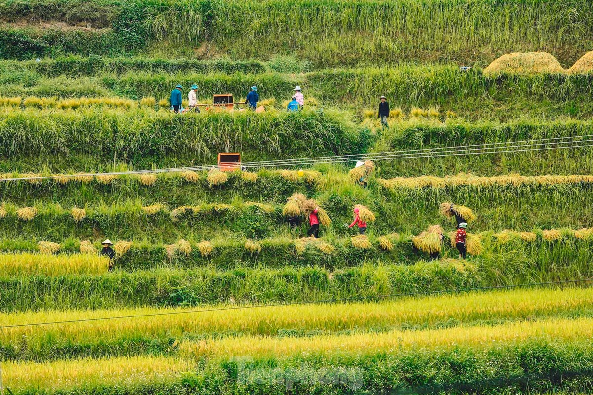 Người dân vẫn thu hoạch lúa bằng các phương pháp thủ công như dùng liềm cắt, máy tuốt lúa bằng chân hoặc máy đập.