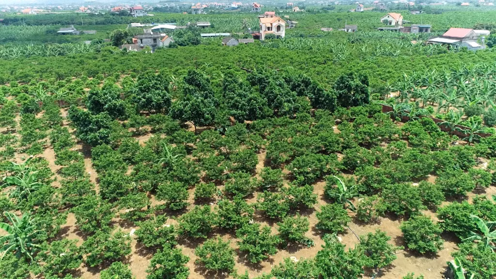Cánh đồng na tại xã Việt Dân, TX Đông Triều.