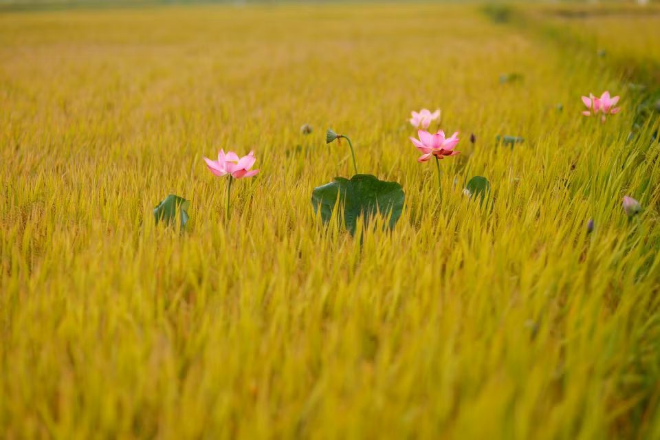 Những bông sen điểm xuyến trên cánh đồng lúa. Ảnh: Hoàng Lê