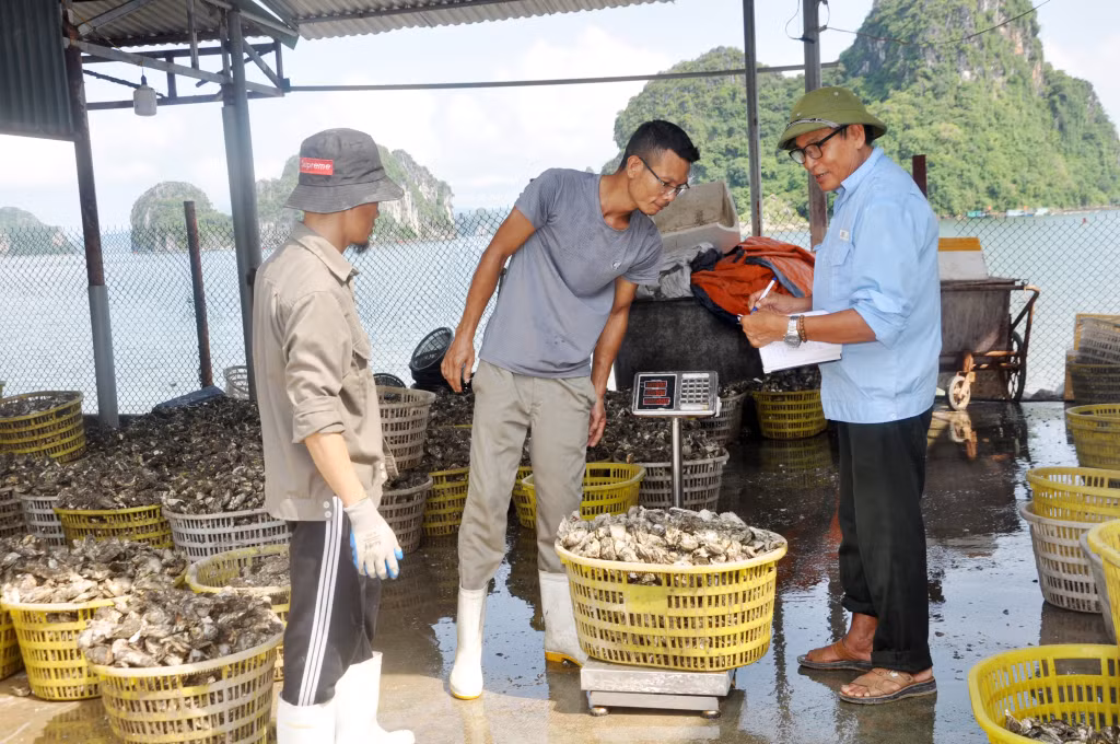 Hàu tại đây thu mua của người dân và chủ yếu là thu hoạch từ diện tích 500ha của đơn vị được giao nghiên cứu và phát triển sản phẩm hàu sữa Thái Bình Dương, tại xã Bản Sen và Thắng Lợi (Vân Đồn).