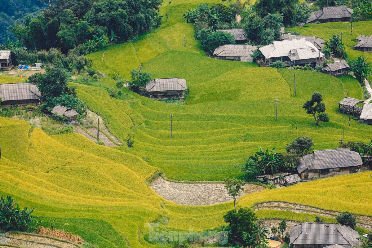 Vẻ đẹp trù phú, nên thơ của mùa lúa chín, cùng với nét lãng mạn trong tiết trời mùa thu đã tạo nên một Hoàng Su Phì đầy cuốn hút. Đây cũng là thời điểm khách du lịch đến ruộng bậc thang đông nhất trong năm.