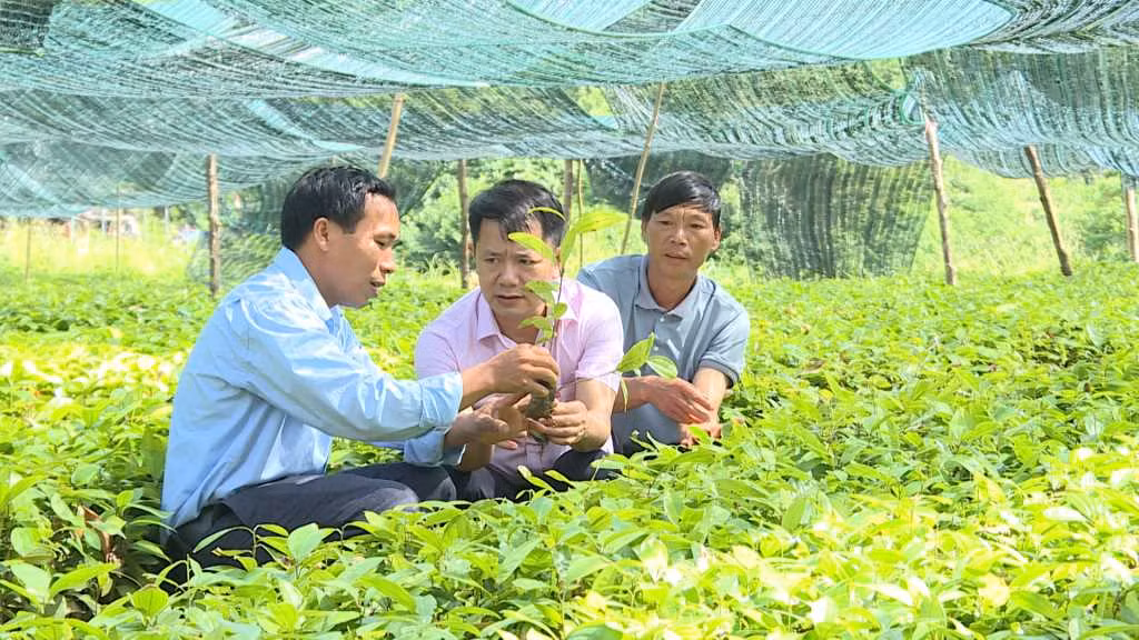 Gia đình ông Triệu Quay Phúc (ngoài cùng, bên trái) thôn Tầu Tiên, xã Đồn Đạc, huyện Ba Chẽ, thoát nghèo nhờ phát triển vườn ươm cây trồng bản địa. Ảnh: Minh Yến