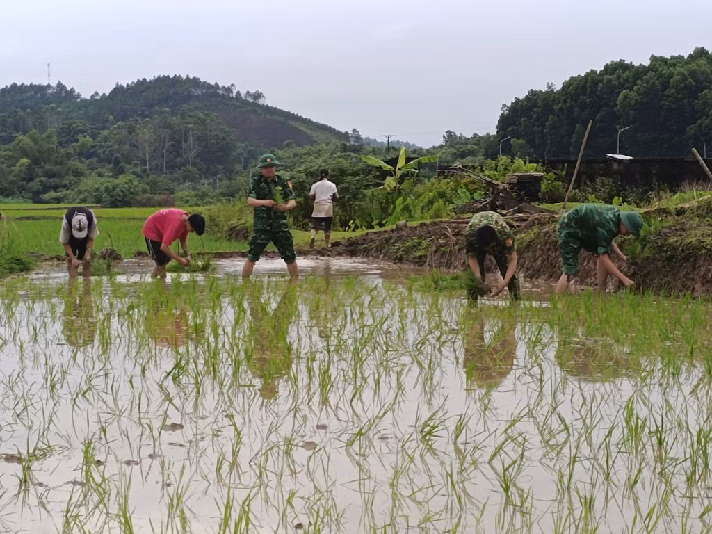 CBCS Đồn BP Bắc Sơn giúp nhân dân xã Bắc Sơn cấy lúa vụ mùa 2023