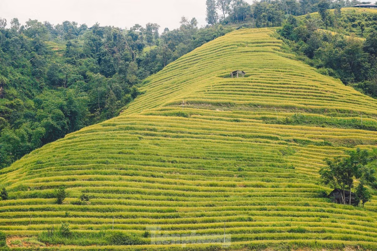 "Tháng 9, tháng 10 du khách đến Hoàng Su Phì rất đông, chỗ ở bên mình luôn hết phòng, đặc biệt vào ngày cuối tuần. Tuy nhiên cả năm cũng chỉ có một vụ này. Ở đây nhiều người dân tộc như mình cũng chuyển sang làm du lịch, tuy nhiên đường xá di chuyển khó khăn nên cơ sở vật chất còn thiếu nhiều thứ", anh Chiêm, người dân tộc Dao Đỏ, chủ một homestay ở xã Thông Nguyên (huyện Hoàng Su Phì, Hà Giang) chia sẻ.