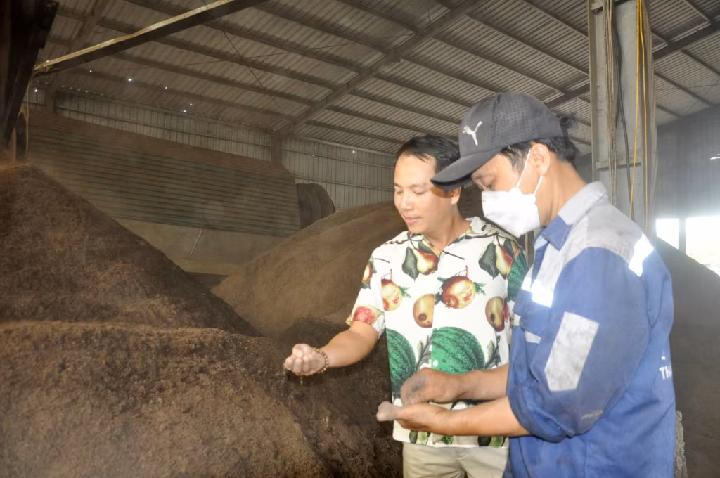 Anh Phong (trái) kiểm tra sau quá trình ủ, lọc nguyên liệu cho sản xuất phân bón hữu cơ vi sinh.