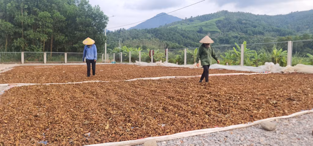 Hồi được phơi khô.