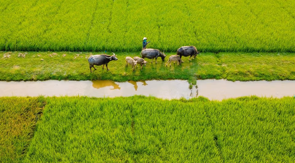 Hình ảnh người nông dân cùng đàn trâu, bên cánh đồng lúa tạo nên khung cảnh nên thơ, bình yên. Ảnh: Hoàng Lê