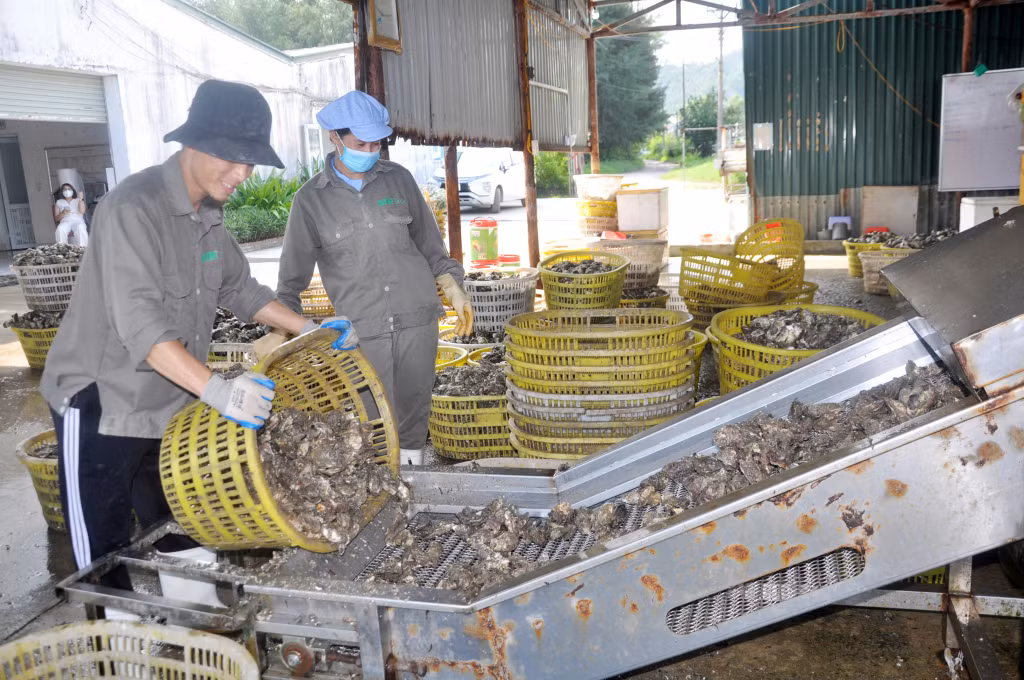Hàu thu gom về nhà máy trước tiên sẽ được đưa vào dây chuyền để phun, rửa sạch vỏ bằng nước mặn.