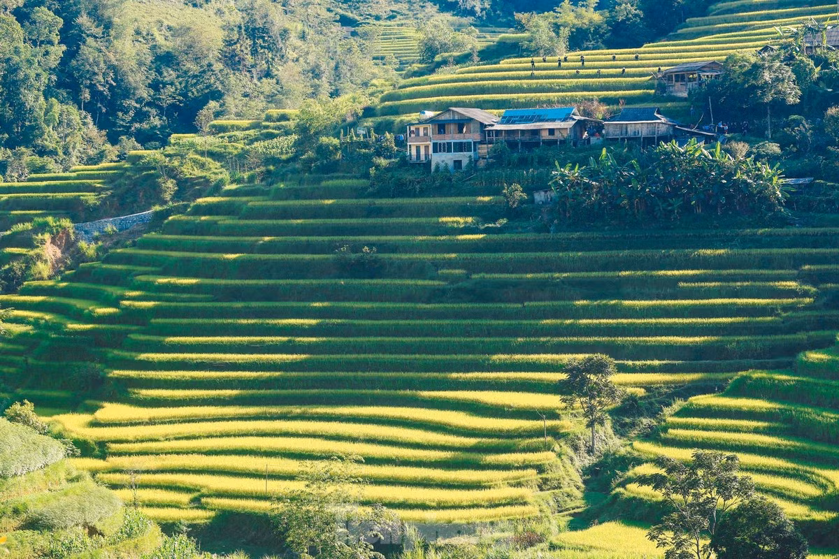 "Mình di chuyển 9 tiếng đồng hồ để đến Hoàng Su Phì ngắm lúa vàng. Thật sự không lãng phí khi cảnh sắc mùa vàng nơi đây giống như "thiên đường" vậy", chị Hằng (Đống Đa, Hà Nội) chia sẻ.