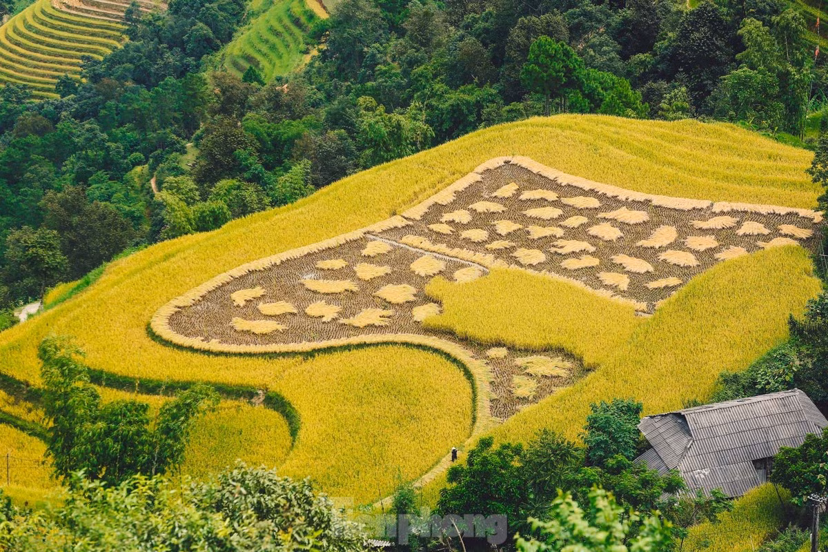 Cánh đồng lúa đang được thu hoạch ở bản Phùng.