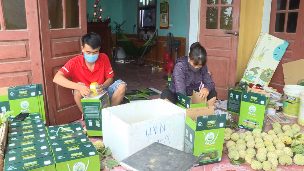 Na của TX Đông Triều được người dân đóng gói trong bao bì cẩn thận để xuất ra thị trường.