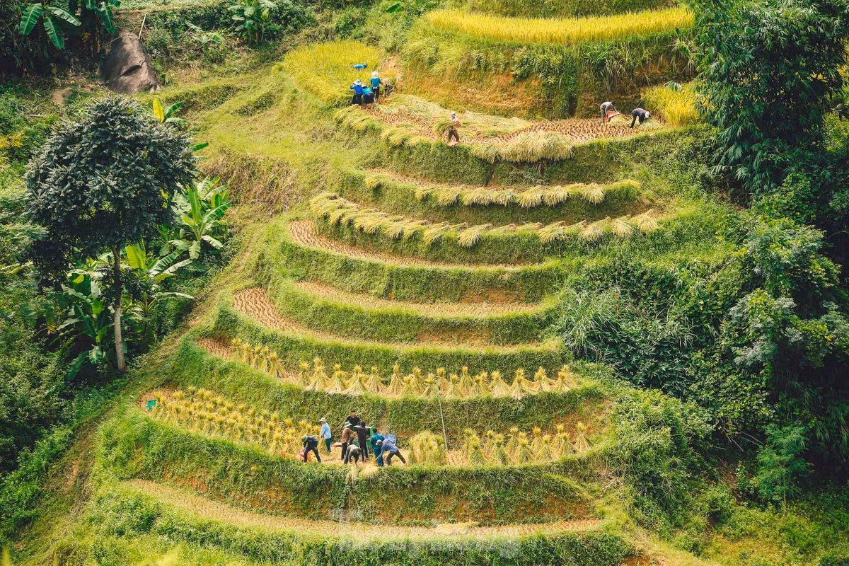 Người dân tranh thủ gặt lúa khi có nắng lên.