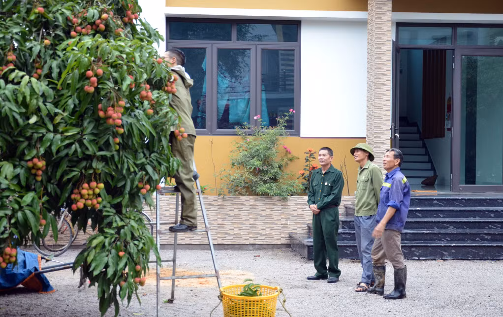 Mô hình trồng vải chín sớm của CCB Nguyễn Công Huân (ngoài cùng, bên phải) ở khu Phong Thái, phường Phương Nam, TP Uông Bí, cho hiệu quả kinh tế cao.