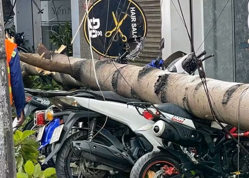 Cây bật gốc đè nhiều xe máy dựng gần đó. Ảnh: VŨ HỘI