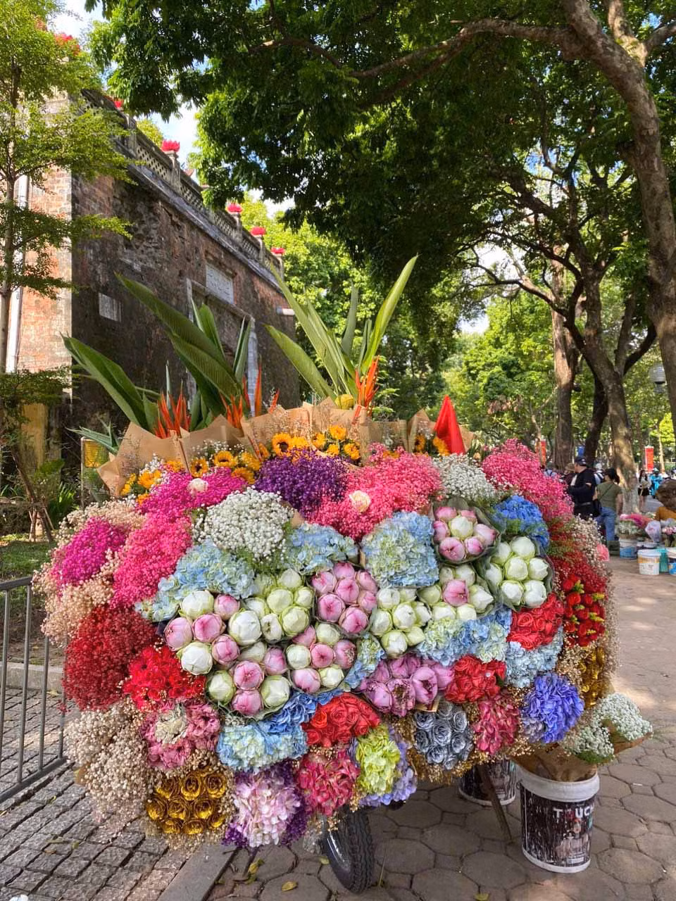 Cúc họa mi, sen trắng, sen hồng, cẩm tú cầu… luôn là những loài hoa gắn liền với mùa Thu thủ đô. Ảnh: Ngọc Lương