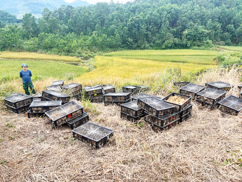 Số gà giống các đối tượng giấu ở ruộng lúa.