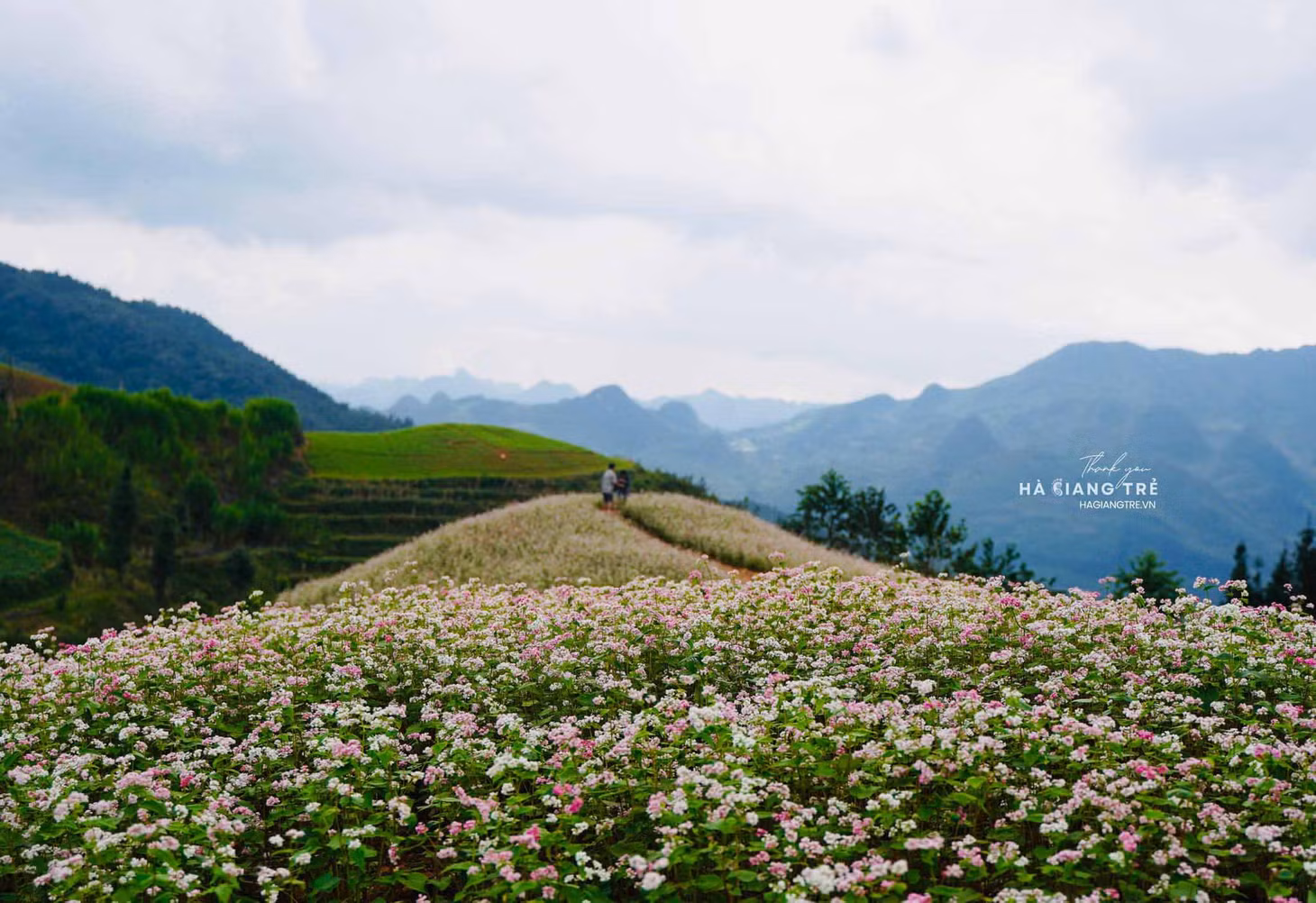 Loài hoa tam giác mạch đã gắn bó từ lâu đời với đời sống và văn hóa của người dân vùng cao nguyên đá Hà Giang. Ảnh: Hà Giang Trẻ