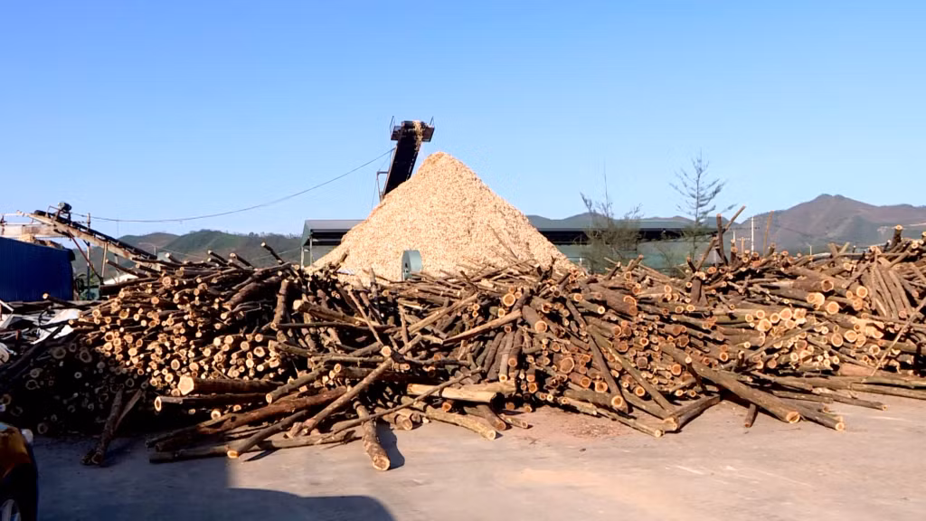 Các công ty chế biến gỗ nâng cao năng lực thu mua và sản xuất.