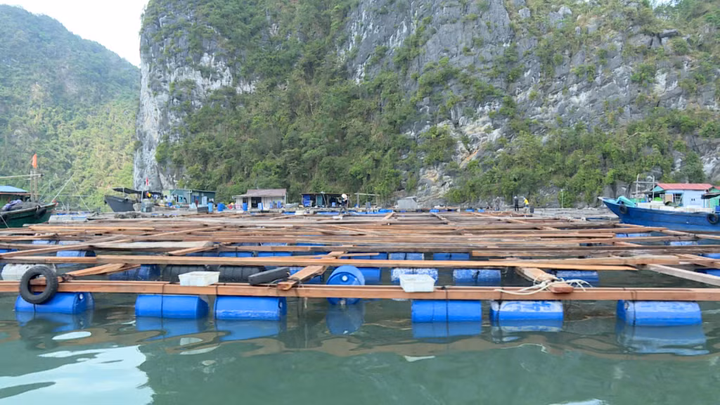 Đến hết ngày 15/10, huyện Vân Đồn đã giao trên 6.000ha khu vực biển cho các hộ dân trên địa bàn các xã, thị trấn.