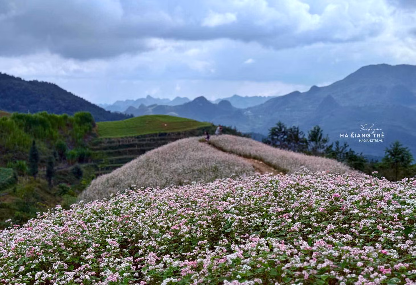 Theo thông tin từ công ty du lịch Hà Giang Trẻ, những cánh đồng hoa tam giác mạch ở Hà Giang hiện đang bắt đầu nở rộ, tập trung tại khu vực Phố Cáo, Lũng Táo, Lũng Cú, Sủng Là và Phó Bảng... Ảnh: Hà Giang Trẻ