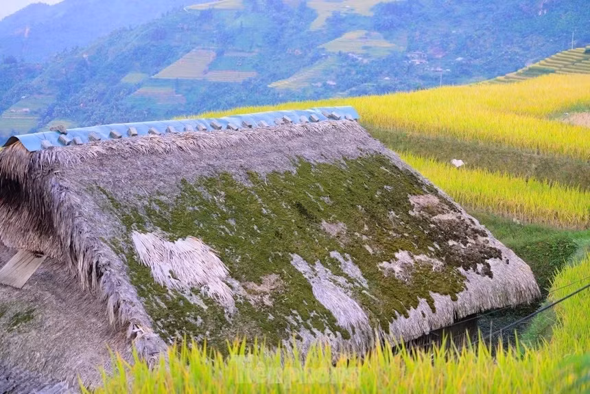 Rêu phủ trên mái nhà quanh năm, mùa hè rêu sẽ ngả màu vàng do có ánh nắng mặt trời. Mùa đông, nền nhiệt thấp, độ ẩm cao là điều kiện lý tưởng để rêu lại phát triển xanh tốt.