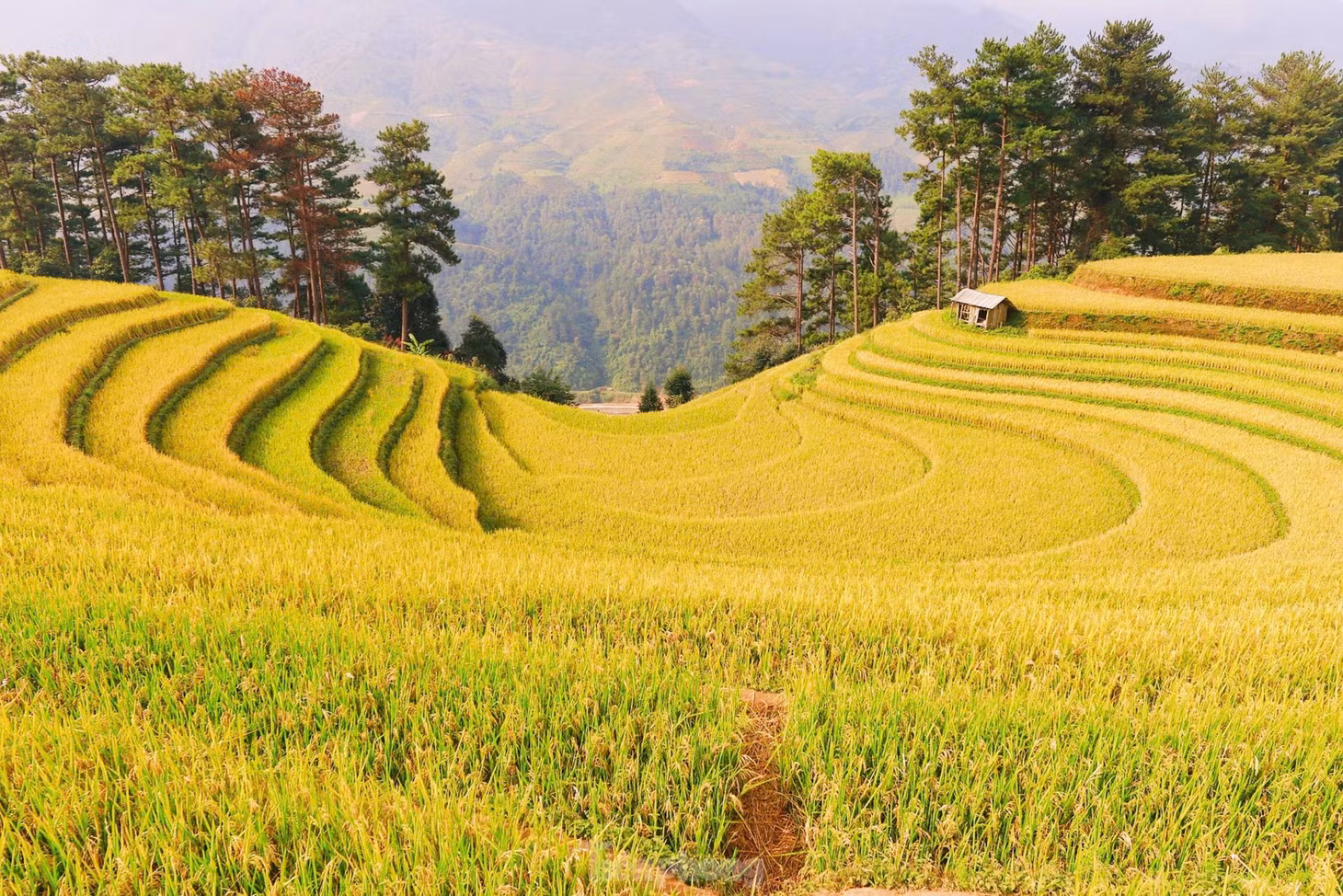 Theo ghi nhận của phóng viên, những ngày giữa tháng 10, trên những thửa ruộng bậc thang Mù Cang Chải, lúa đã chín vàng rộ khắp các cánh đồng, một số địa điểm đã thu hoạch.