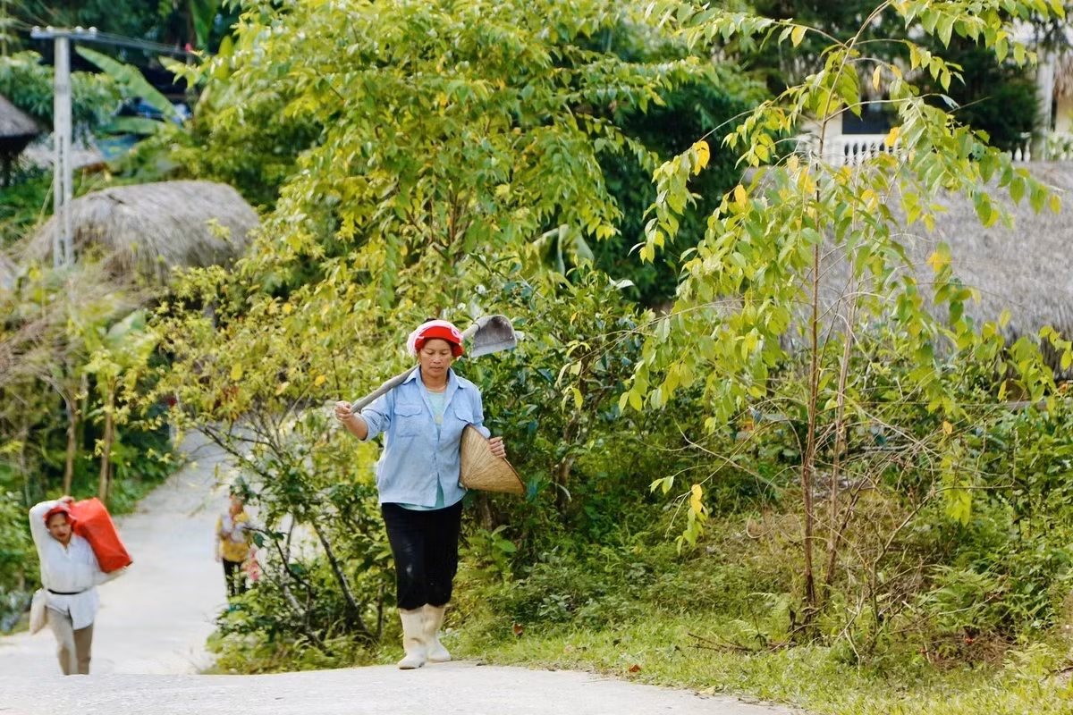Nhà sàn được làm càng lâu năm thì rêu mọc càng dày, nhưng mái lá phải có tuổi đời chừng chục năm mới mọc rêu xanh.
