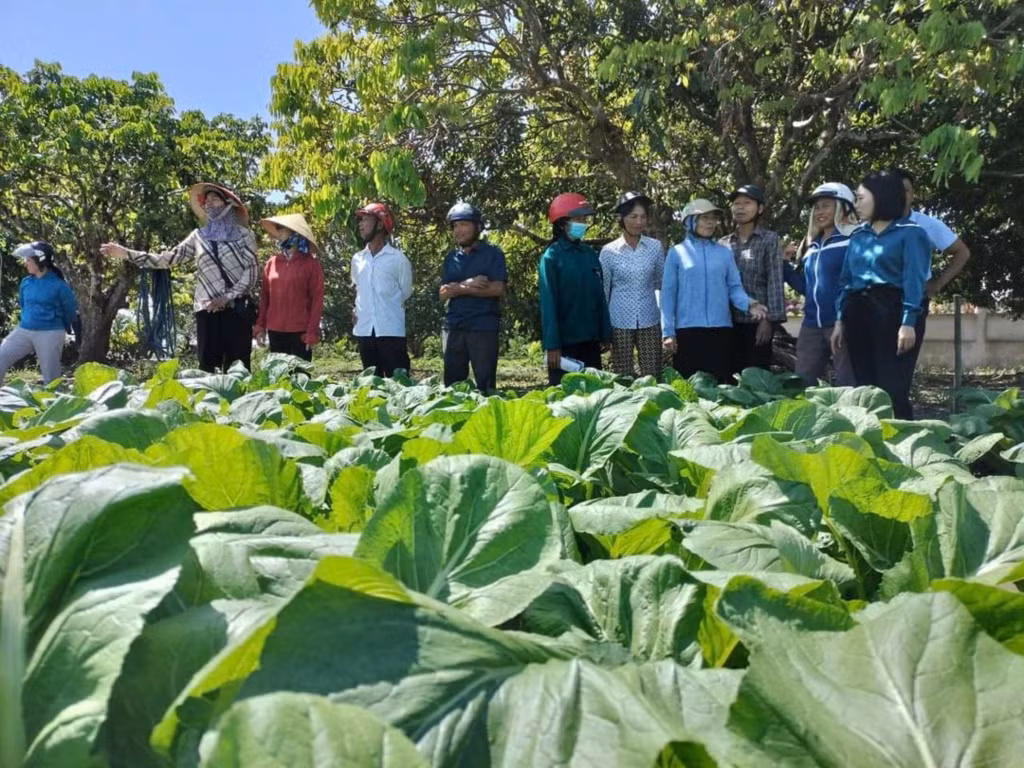 Mô hình IPM giúp người nông dân tăng năng suất, lợi nhuận và bảo vệ sức khỏe người tiêu dùng.