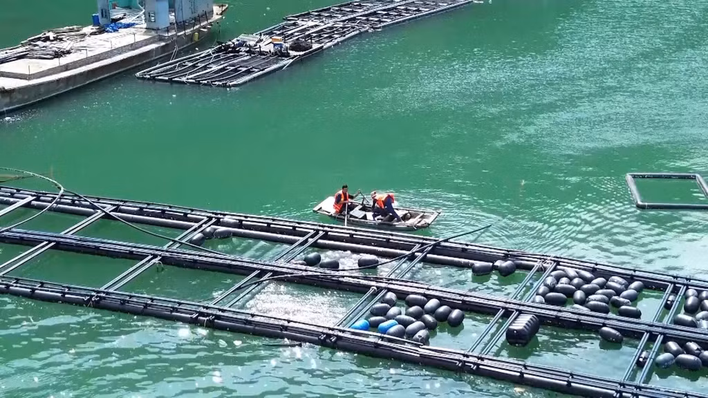 Người nuôi trồng thuỷ sản ở huyện Vân Đồn khôi phục sản xuất sau bão.