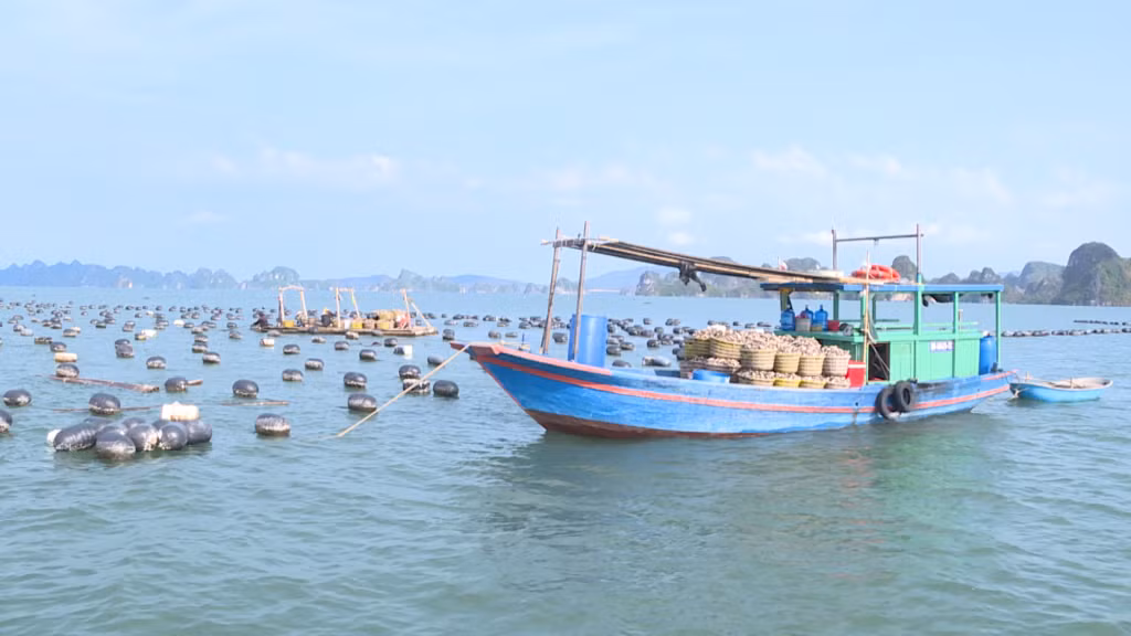 Đến nay, huyện Vân Đồn đã có 41% số hộ nuôi cá khắc phục được 2.650 ô lồng và 20 cơ sở xuống giống hàu với diện tích 150 ha.