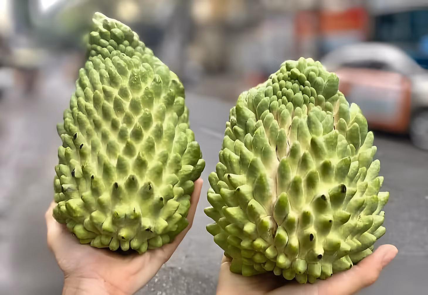Na sầu riêng từng có giá lên tới nửa triệu đồng/kg, nay thành hàng bình dân. Ảnh: NVCC