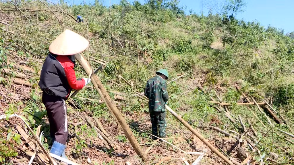 Người dân xã Đồn Đạc, huyện Ba Chẽ tận thu diện tích keo bị gãy đổ.