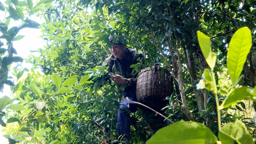 Người dân địa phương thu hái lá chè tươi để chế biến.