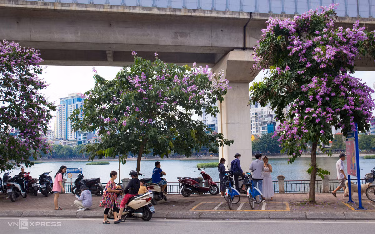 Người Hà Nội chen chân chụp ảnh hoa bằng lăng ảnh 2