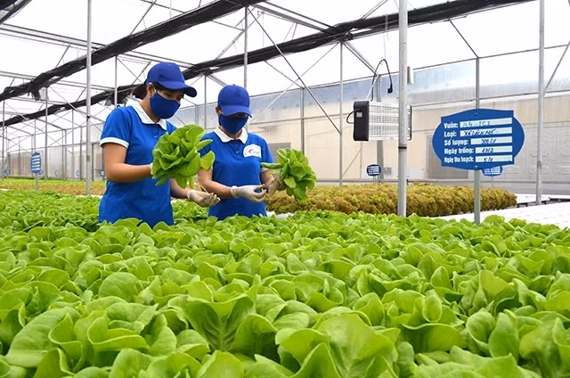 Mô hình trồng rau thủy canh của Công ty CP Đầu tư, xây dựng và thương mại 188, TX Đông Triều 