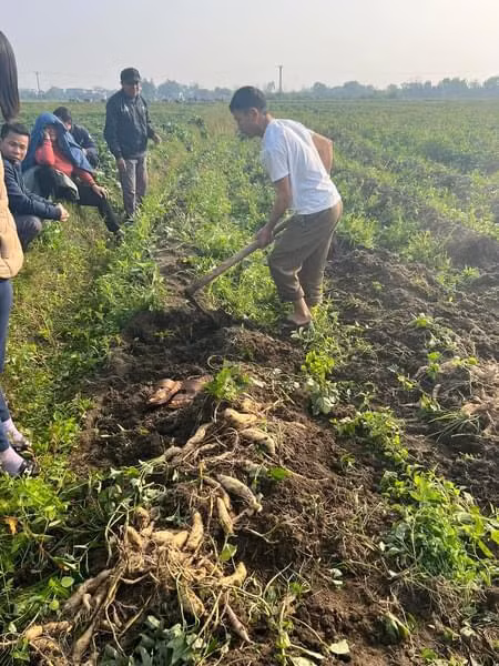 Khoai lang Xóm Giáo đang vào vụ thu hoạch.