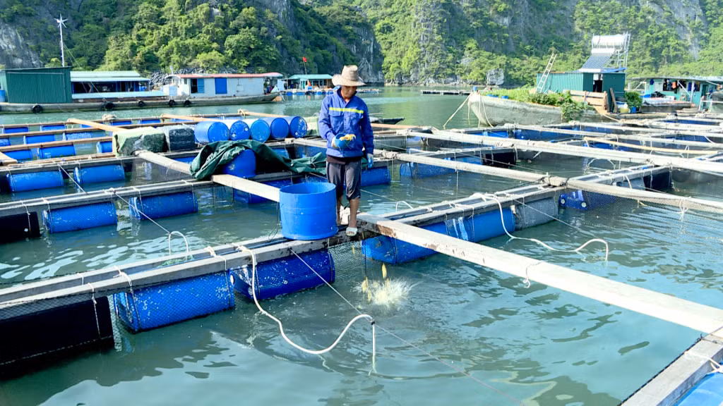 Năm 2023, tổng sản lượng nuôi cá biển và nhuyễn thể của thành phố đạt trên 6.900 tấn.