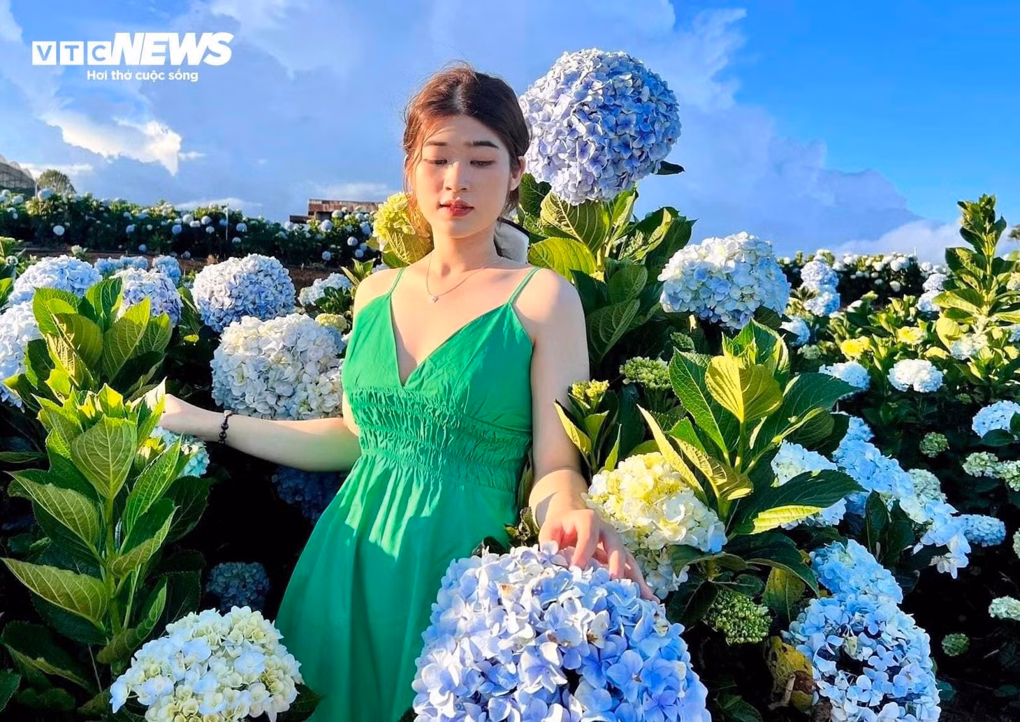 Trong khi đó, Anh Thư (người dân Đà Lạt) nói rằng mình là một người rất yêu loài hoa này nên vào mùa hoa cẩm tú cầu nở đẹp nhất, Thư đã tới "check-in" ngay